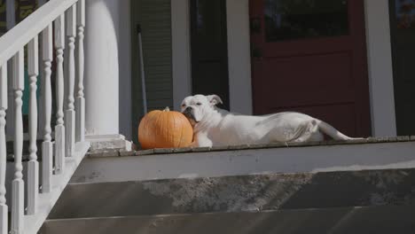 Slowly-zooming-in-footage-of-a-white-dog-falling-asleep-against-a-pumpkin-on-a-front-porch-in-the-sunshine
