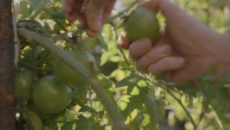 Close-up-shot-of-green-tomatoes-being-picked-off-the-plant-by-a-man