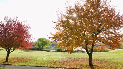 Orange-leafed-tree-on-a-golf-course-during-Autumn-with-the-sun-peaking-through-all-of-its-leaves