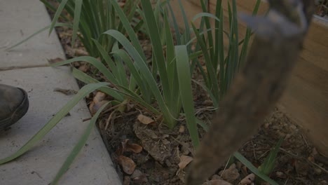Close-up-footage-of-a-man-digging-up-irises-next-to-a-sidewalk