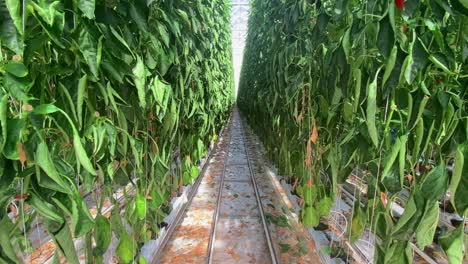 Commercial-hydroponic-hothouse-greenhouse-growing-peppers-and-vegetables-in-tall-rows