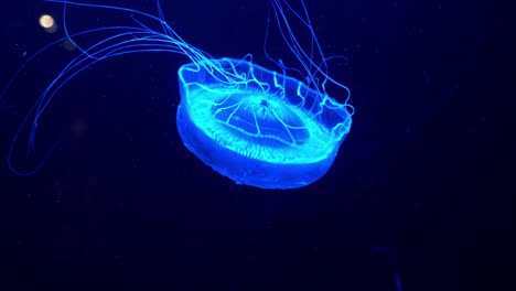 Large-adult-crystal-jelly,-aldersladia-magnificus-swimming-in-the-water,-emit-green-bioluminescence-light-around-the-edge-of-its-bell-against-dark-background,-close-up-details-shot
