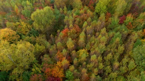 Aerial-drone-forward-moving-shot-over-lush-forest-with-amazing-autumn-shades-at-daytime