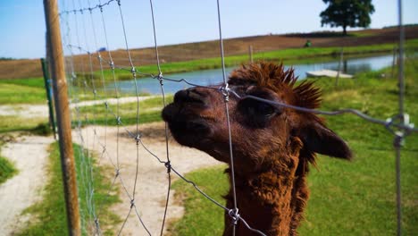 A-closeup-shot-of-a-brown-alpaca-eating-from-a-feeding-hand-through-the-fence