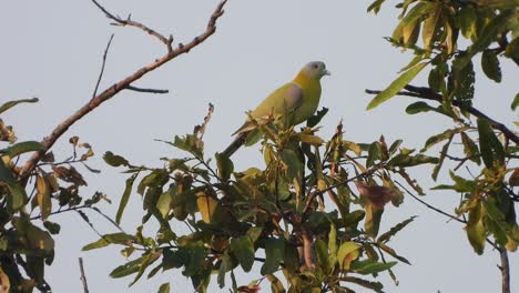 Common-emerald-dove-in-tree-