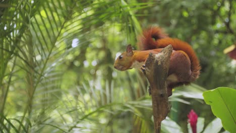 Linda-Ardilla-Roja-En-Un-árbol-Comiendo-Nuez,-Animales-Y-Naturaleza