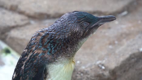 Close-up-shot-of-a-little-penguin,-eudyptula-minor-novaehollandiae-standing-at-the-shore,-curiously-wondering-around-its-surrounding-environment-and-calling-for-its-mate