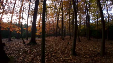Drone-shot-flying-through-dry-autumnal-forest-with-dried-yellow-leaves-visible-on-forest-floor-at-daytime