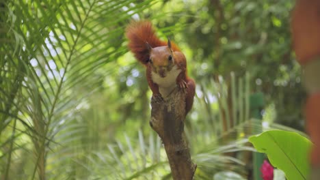 Cute-red-squirrel-on-a-tree-eating-nut,-animals-and-nature