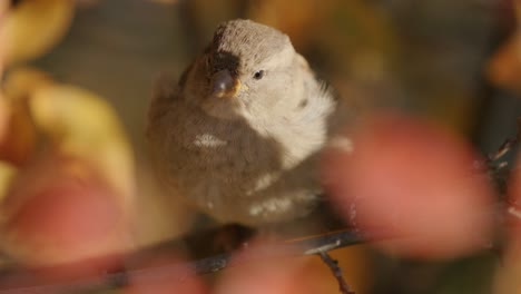 Pájaro-Gorrión-De-árbol-Juvenil-Donde-Se-Posan-Contra-El-Follaje-Otoñal-Borroso-En-Un-Día-Soleado
