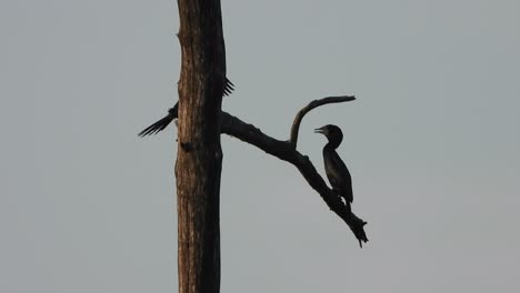 Cormorant-in-tree---pond-area-