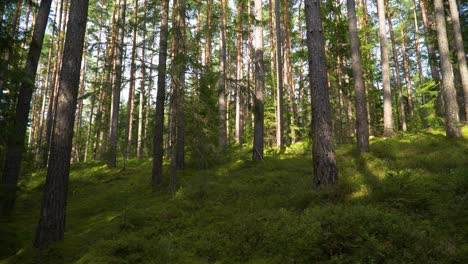 A-beautiful-shot-of-tall-thin-trees-in-a-forest-on-a-slope