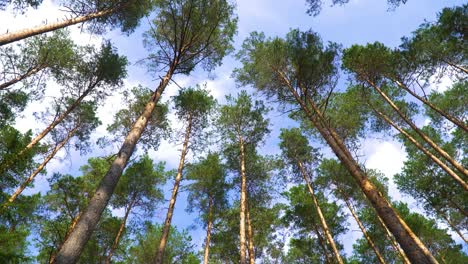A-beautiful-shot-of-tall-thin-trees-tops-in-a-forest