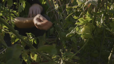 Wide-shot-of-a-tomato-plant-that-is-being-harvested