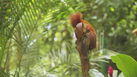 Cute-red-squirrel-on-a-branch-scratching-it-self-,-animals-and-nature