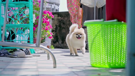 Slow-motion-of-a-playful-cute-Pomeranian-dog-are-running-towards-the-camera-in-a-hall-way
