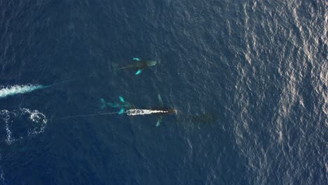 Aerial-view-above-a-group-of-Humpback-whales-,-in-Baja-California,-Mexico---top-down,-drone-shot