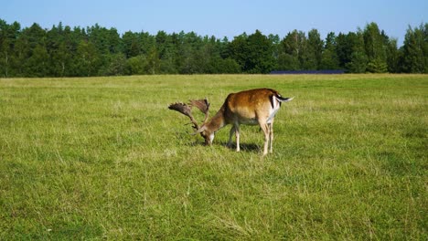 Beautiful-shot-of-brown-fallow-deer-grazing-on-a-rural-field