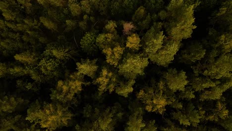 Eine-Luftdraufsicht-Auf-Grüne-Baumwipfel-In-Einem-Ländlichen-Wald