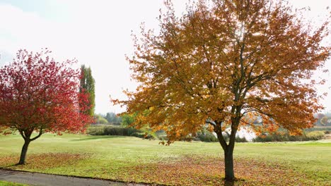 Tree-with-beautiful-golden-leaves-near-the-water-feature-of-a-residential-golf-course