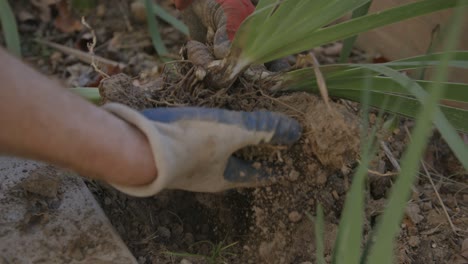 Slow-motion-footage-of-a-man-pulling-up-Irises-with-his-hands-out-of-the-ground