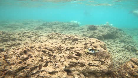 People-Snorkeling-And-Exploring-Tropical-Reef-Fish-In-Hanauma-Bay,-Oahu
