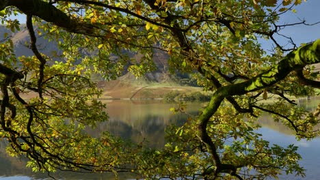 Beautiful-Autumnal-sun-dappled-leaves-at-Crummock-Water,-Cumbria,-England
