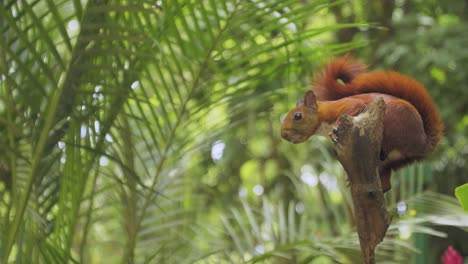 Cute-red-squirrel-on-a-branch-profile-nervous,-animals-and-nature-tree