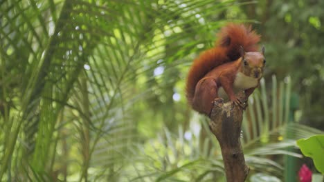 Süßes-Rotes-Eichhörnchen-Auf-Einem-Ast,-Das-Die-Kamera,-Tiere-Und-Die-Natur-Beobachtet