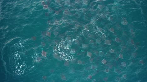 Aerial-view-above-a-pack-of-breaching-Mobula-Rays,-in-Mexico---top-down,-drone-shot