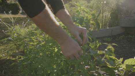 Wide-footage-of-basil-plants-being-harvested-in-the-golden-hour-sunlight