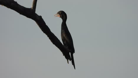Cormorant-in-tree---relaxing-on-wind-