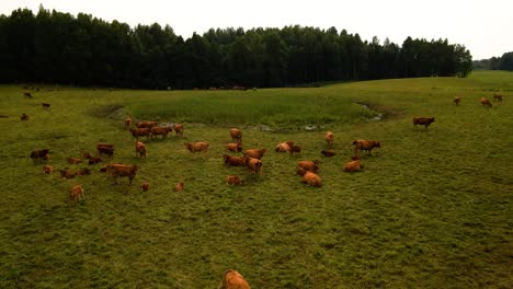 Eine-Luftaufnahme-Eines-Grünen-Feldes-Mit-Einer-Herde-Brauner-Rinder,-Die-In-Der-Ferne-Grasen
