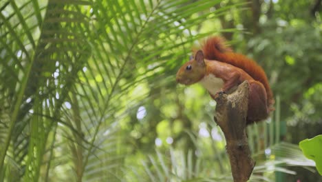 Süßes-Rotes-Eichhörnchen-Auf-Einem-Ast,-Das-Die-Kamera-Ruhig-Beobachtet,-Tiere-Und-Natur
