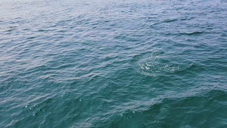 Viendo-Una-Manada-De-Delfines-Atlánticos-De-Lados-Blancos-Nadando-En-El-Océano