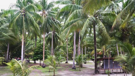 Kokospalmen,-Die-Im-Sommer-Auf-Den-Philippinen-Mit-Dem-Wind-Wehen