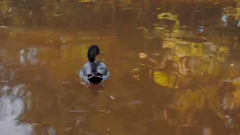 Patos-Nadando-En-La-Superficie-Del-Agua-Del-Lago,-En-Un-Tranquilo-Día-De-Otoño