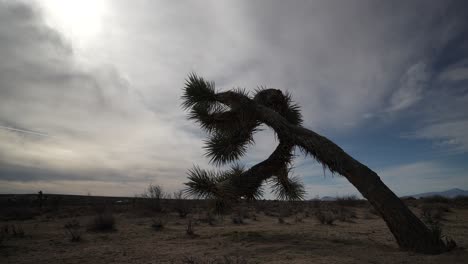 Ein-Selten-Bewölkter-Tag-In-Der-Mojave-Wüste-Mit-Einem-Joshua-Tree-Im-Vordergrund---Statischer-Weitwinkel-Zeitraffer
