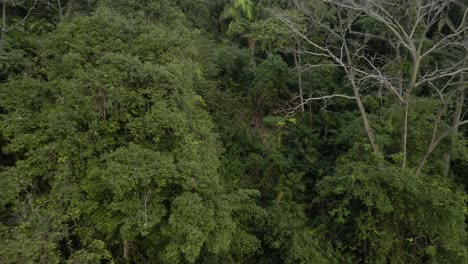 Drohne-Verlässt-Den-Dichten-Küstenregenwald-Von-Costa-Rica-Mit-Schnellem-Tempo