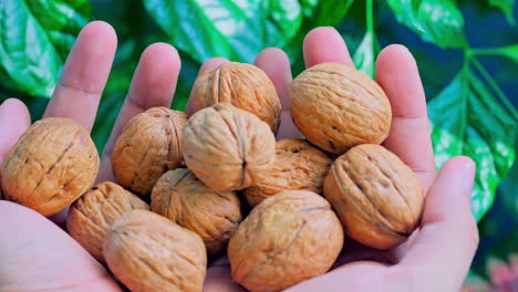 Walnuts-in-farmers-hands-close-up