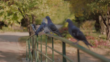 High-dynamic-range-close-up-shot-with-pigeons-standing-on-green-metal-bar-during-daytime,-in-a-park,-autumn-colors