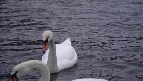 Beautiful-mute-swan-closeup---Swimming-gently-towards-camera-during-winter-morning-in-Norway---Cygnus-olor---Static