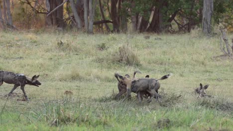 Wide-shot-of-a-pack-of-wild-dogs-playing-in-the-last-day-light,-Khwai-Botswana