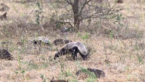 Honey-badger-in-search-of-food-under-a-rock-in-the-bushveld
