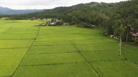 Aerial-View-Of-Green-Rice-Fields-In-Southern-Leyte,-Philippines
