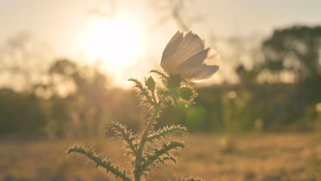 Dreamy-backlit-scene-of-white-poppy-flower-moving-in-breeze-at-sunset