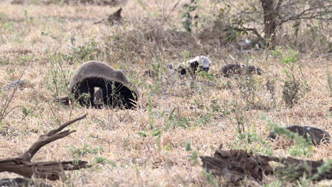 Honey-badger-in-search-of-food-under-a-rock