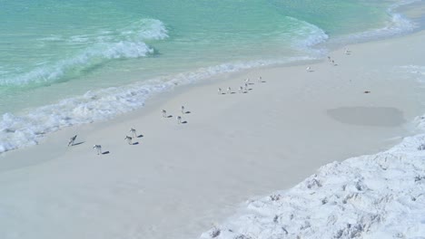 sand-pippers-playing-in-the-wave-on-a-bright-sunny-day-on-the-white-sandy-beach-with-clear-emerald-waters-of-the-panhandle-gulf-coast-of-Destin-Florida