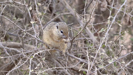 Tree-squirrel-or-Smith's-Bush-Squirrel-eating-seed-pot-in-a-bush,-slow-motion-close-up