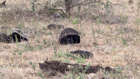 Honey-badger-adult-and-young-in-search-of-food-in-the-bushveld